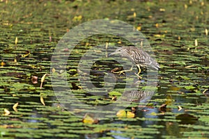 A juvenile night heron waiting for its prey