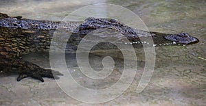 Juvenile Nile crocodile in shallow water