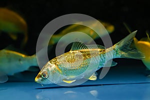 Juvenile nishikigoi in pet shop aquarium, yellow colored domesticated commercial aqua trade breed, popular ornamental fish