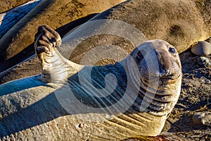 Juvenile Northern Elephant Seal