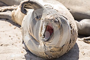 Juvenile Northern Elephant Seal Bull Mirounga angustirostris hawl out during molting season.