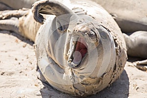 Juvenile Northern Elephant Seal Bull Mirounga angustirostris hawl out during molting season. photo