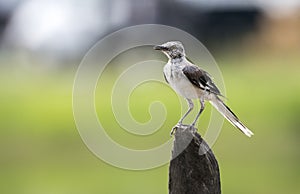 Juvenile Northern Mockingbird molt, Georgia USA