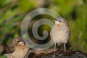 Juvenile Northern Wheatears