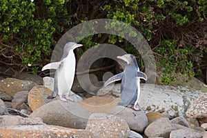 Juvenile NZ Yellow-eyed Penguins or Hoiho on shore photo