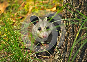 Juvenile Opossum behind a Tree