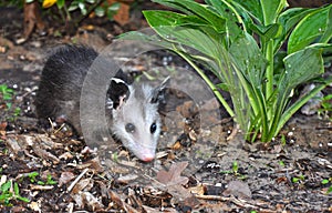 Juvenile Opossum in Flowerbed