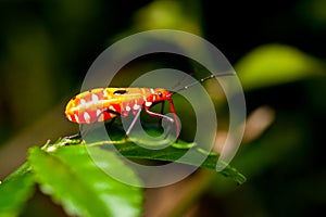 Juvenile orange assassin bug