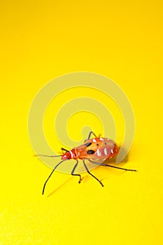 Juvenile of orange assassin bug