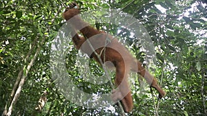 Juvenile orangutan climbing through rain forest trees