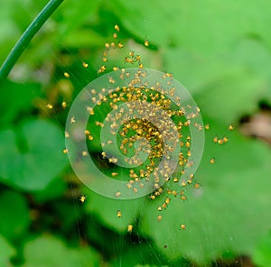 Juvenile orb-weaver spiders leaving their nursery