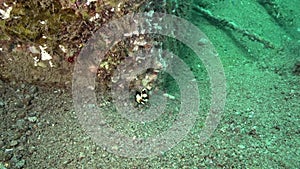 Juvenile Oriental sweetlip Plectorhinchus vittatus in the artificial corals in Zulu sea Dumaguete