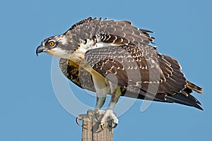 Juvenile Osprey