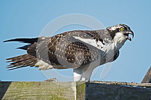 Juvenile Osprey