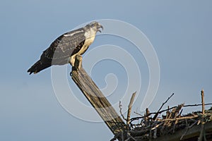 Juvenile Osprey Calling from Perch