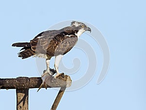 Juvenile Osprey with fish