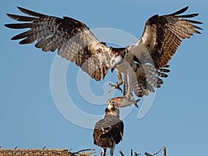 Juvenile Osprey Looks on from Nest as Adult arrives with Fish photo
