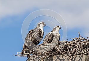 Juvenile Osprey in the nest