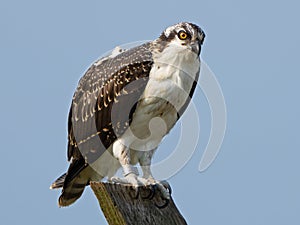 Juvenile Osprey Standing on Nest Post