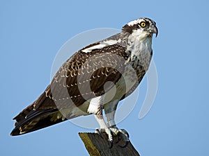 Juvenile Osprey