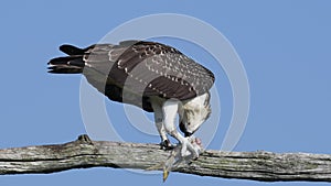 Juvenile Osprey in a Tree Eating a Fish