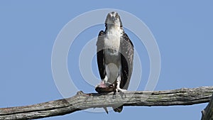 Juvenile Osprey in Tree with Partially Eaten Fish