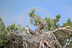 Juvenile Ospreys standing in a nest