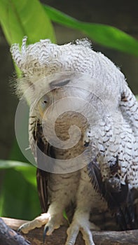 Juvenile owl - The barred eagle-owl, also called the Malay eagle-owl, is a species of owl in the family Strigidae