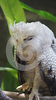 Juvenile owl - The barred eagle-owl, also called the Malay eagle-owl, is a species of owl in the family Strigidae