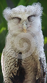 Juvenile owl - The barred eagle-owl, also called the Malay eagle-owl, is a species of owl in the family Strigidae