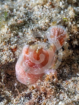 Juvenile painted frogfish, Antennarius pictus. Scuba diving in North Sulawesi, Indonesia