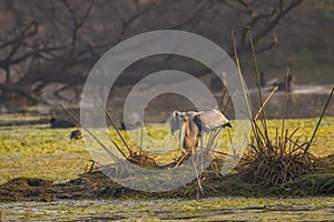 Juvenile painted stork or mycteria leucocephala display wingspan in winter morning sunlight at keoladeo wetland