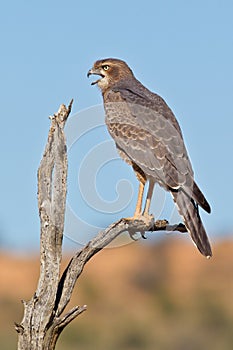 Juvenile Pale Chanting Goshawk