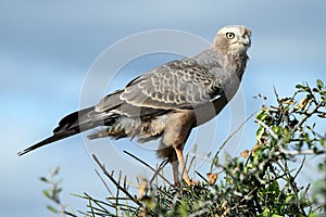 Juvenile Pale Chanting Goshawk Bird