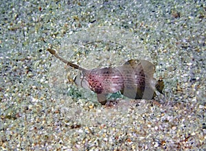 A juvenile Peacock Razorfish Iniistius pavo in Baja California