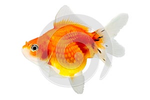 Juvenile Pearlscale Goldfish