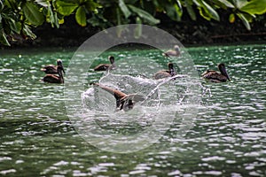 Juvenile Pelican Dives for fish, Punta Sal, Honduras