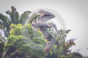 Juvenile Pelican in Flight, Punta Sal, Honduras