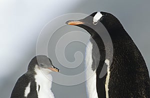 Juvenile Penguin with mother