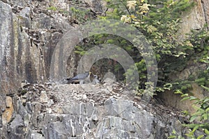 Juvenile peregrine falcon