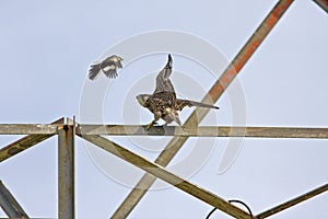 Juvenile Peregrine Falcon, Falco peregrinus, buzzed by a Northern Mockingbird