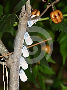 Juvenile Phromnia rosea