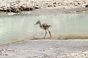 A juvenile pied stilt by the water`s edge