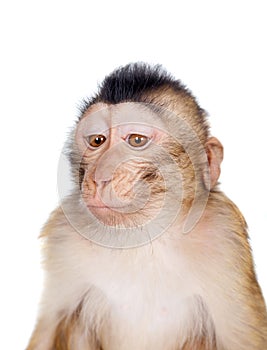 Juvenile Pig-tailed Macaque, Macaca nemestrina, on white