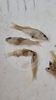 juvenile pikeperch in formaldehyd solution