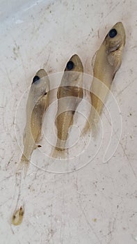 juvenile pikeperch in formaldehyd solution