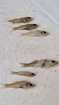 juvenile pikeperch in formaldehyd solution