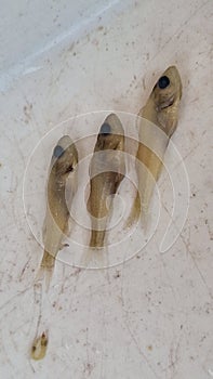 juvenile pikeperch in formaldehyd solution