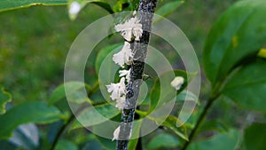 Juvenile Planthoppers on Hedge Branches 03 Slow Motion