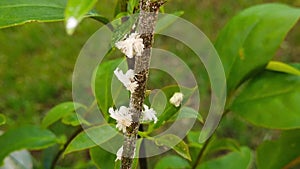 Juvenile Planthoppers on Hedge Branches 05 Slow Motion